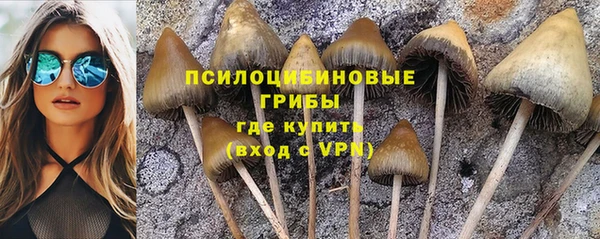стаф Аркадак